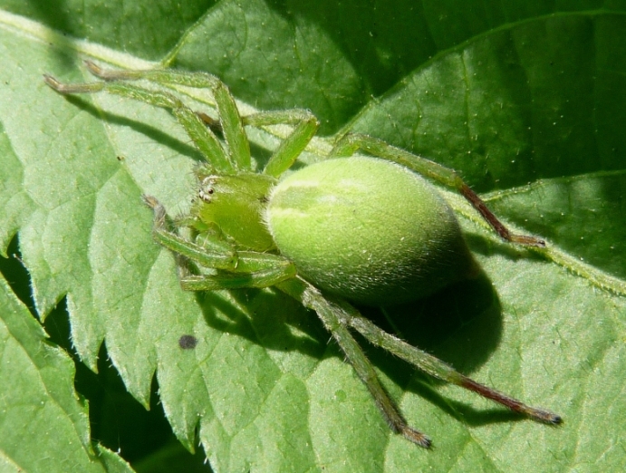 Micrommata ligurina